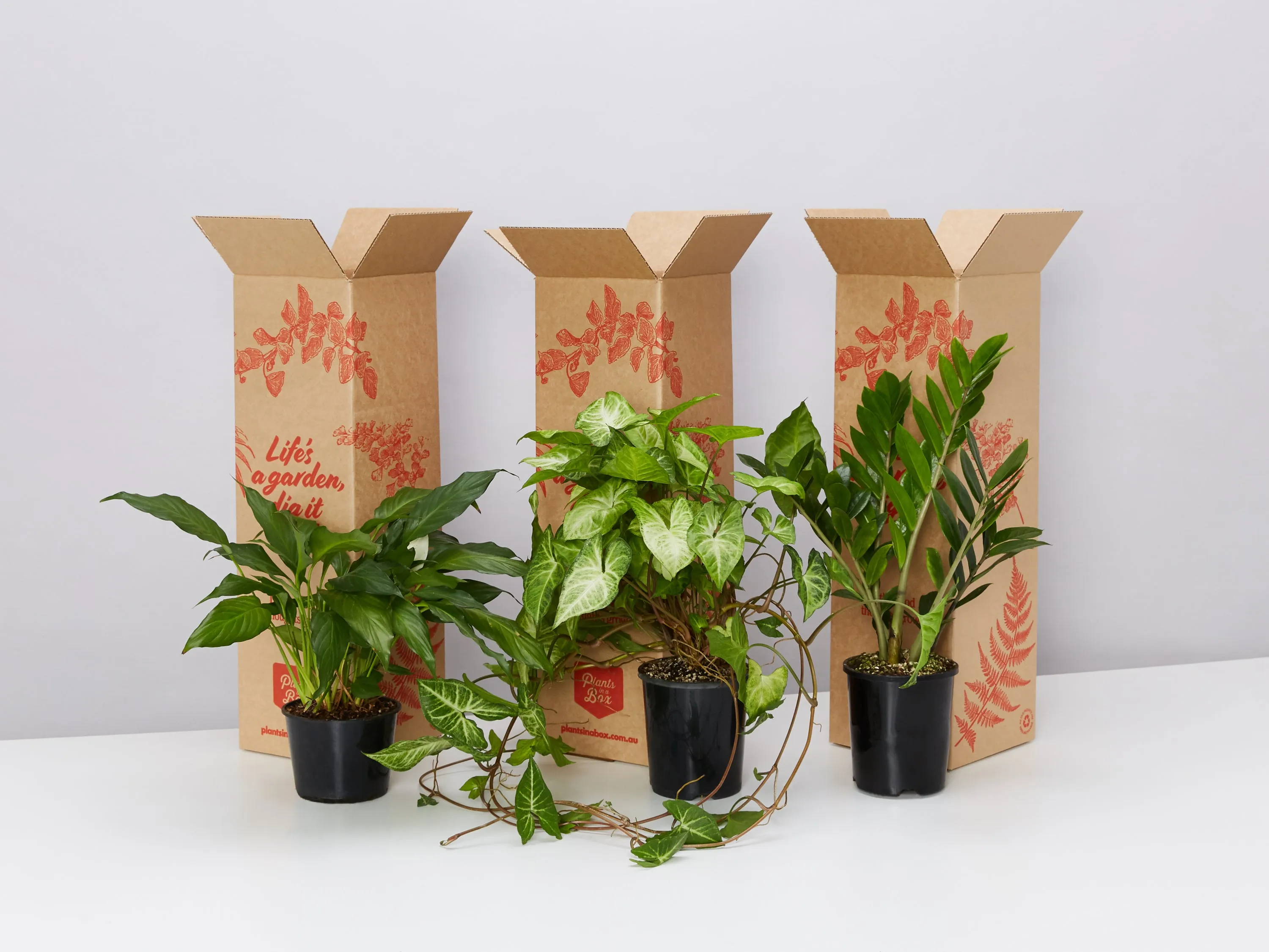 Easy Care Plant Box - XLarge