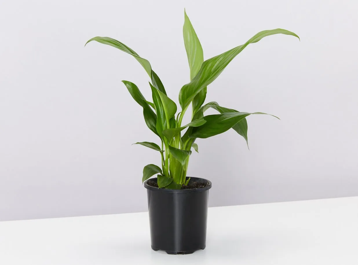 Easy Care Plant Box - XLarge