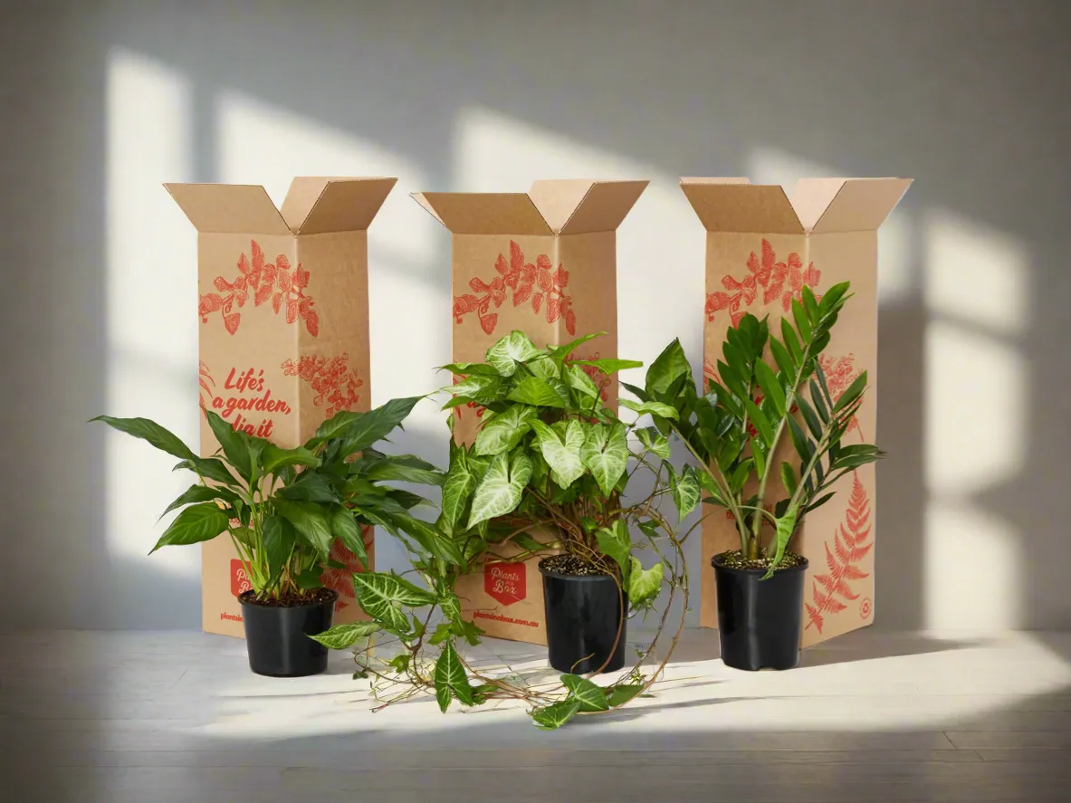 Easy Care Plant Box - XLarge